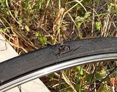 a bike tire with a dime-sized hole in the casing